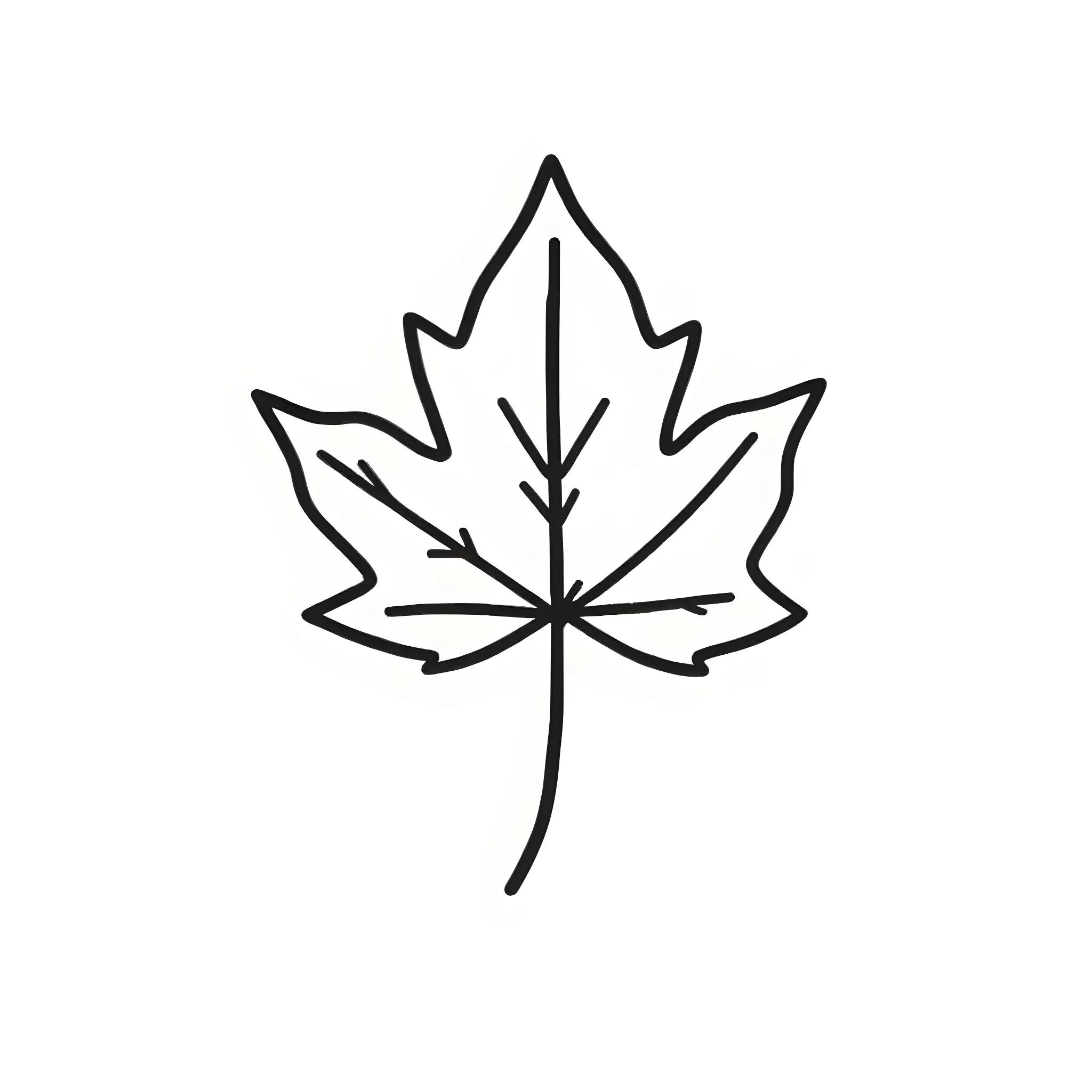 Easy maple leaf sketch